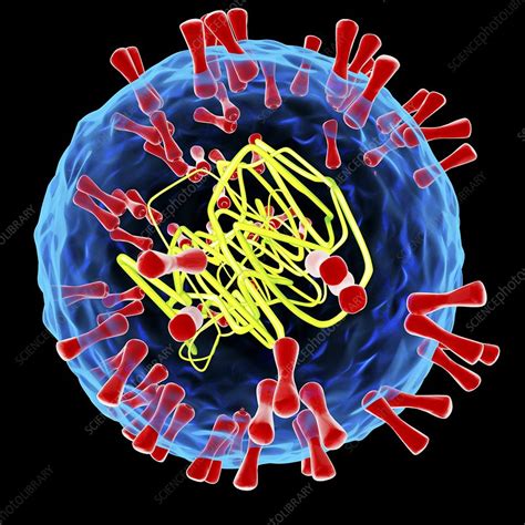 Herpes Simplex Type 2 Virus Illustration Stock Image F0108312 Science Photo Library