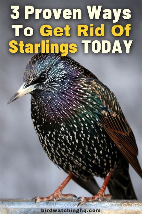3 Proven Ways To Get Rid Of Starlings Today Bird Watching Hq [video] [video] In 2021