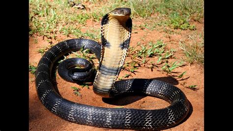 Giant King Cobra Snake In The World So Dangerous Youtube