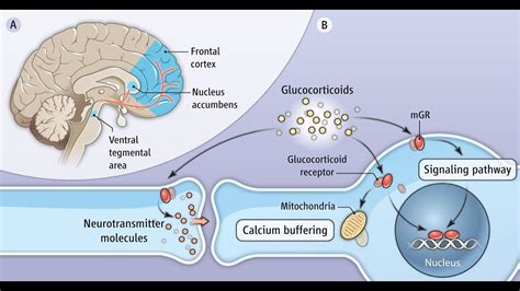 The Regulation Of The Brain By Hormones Youtube