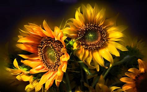 Sunflower Desktop Wallpapers Free Wallpaper Cave