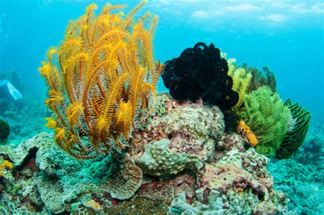 Marine Life Philippines Dive Magazine