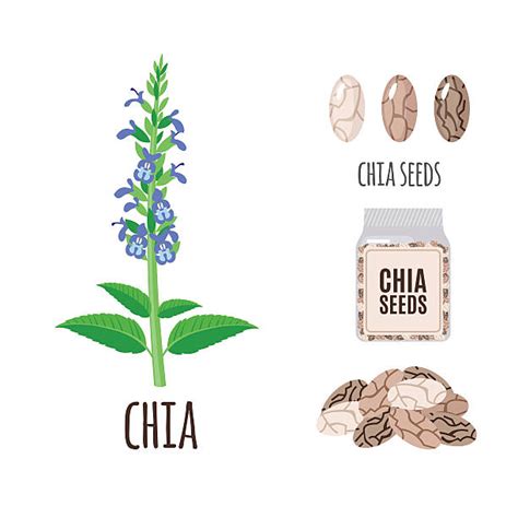 Chia Plant Clip Art Vector Images And Illustrations Istock