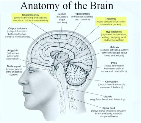 Instagram Post By Medical Mnemonics Feb 3 2019 At 415am Utc Brain