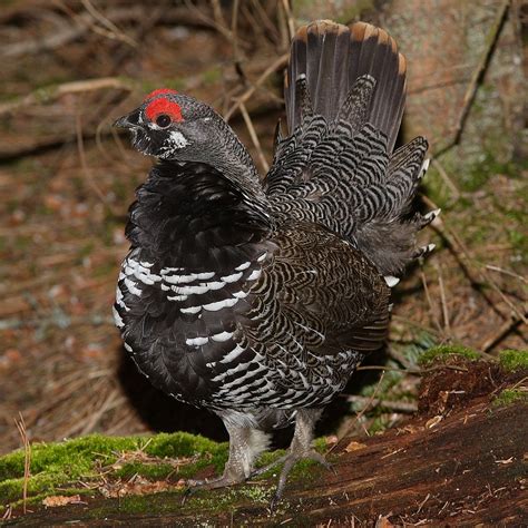 Spruce Grouse Falcipennis Canadensis Boreal Songbird Initiative