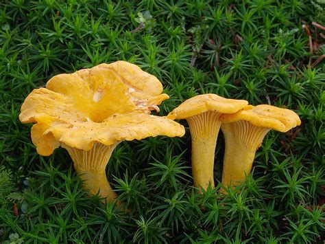 How To Safely Identify Tasty Wild Chanterelle Mushrooms — Book Wild