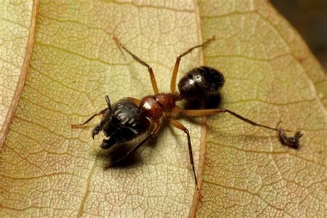 Do your own pest control carpenter ants. Carpenter Ant Treatment & Carpenter Ant Extermination in NJ & FL | Excel Pest Control