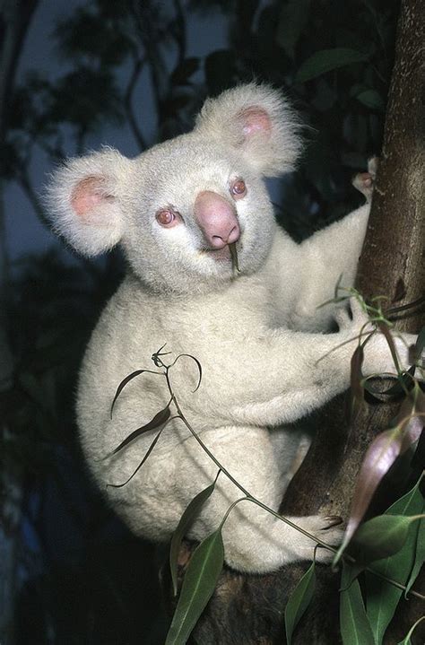 1997 Albino Koala Onya Birri Is Born Albino Animals Animals