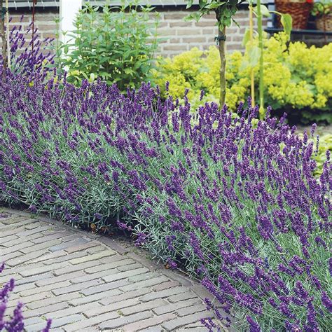 True English Lavender Seed Organic Herb Oils Fragrance Etsy