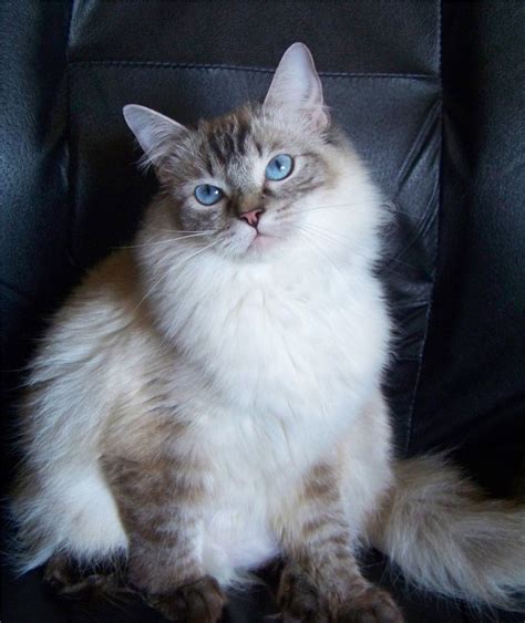 44 Hq Photos Lynx Point Siamese Cat Cost 55 Best Siamese Maine Coons