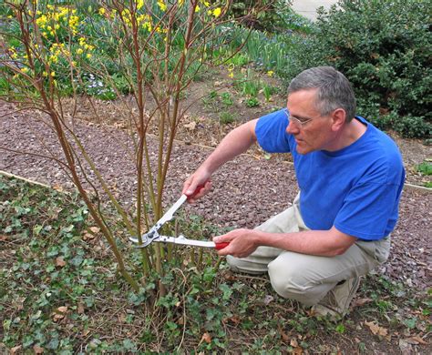 Expert Tips On The Right Time And Technique Of Pruning Burning Bush