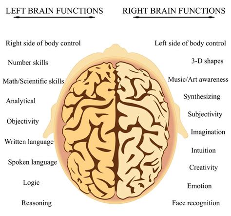 What Are The Functions Of The Left Brain With Pictures