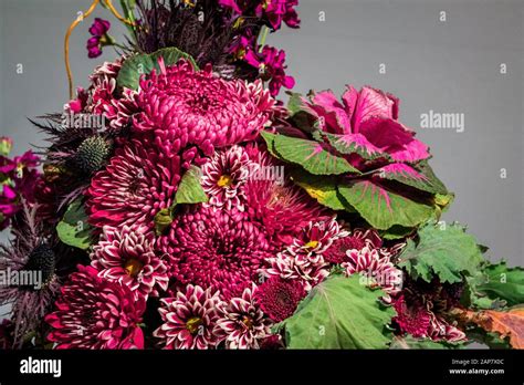Chrysanthemums On Display At The Frederik Meijer Gardens Stock Photo