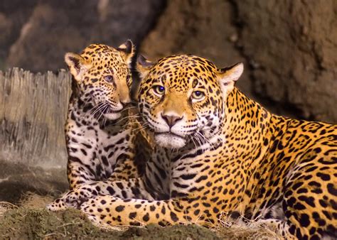 Jaguar Cub