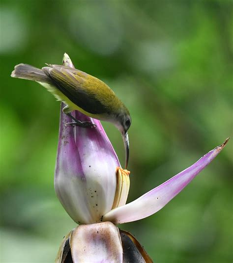 One of the few gazetted under the selangor state forest reserve. The Life Journey in Photography: Little Spiderhunter ...