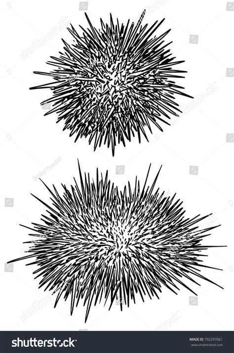 Sea Urchin Illustration Drawing Engraving Ink Vector Có Sẵn Miễn Phí