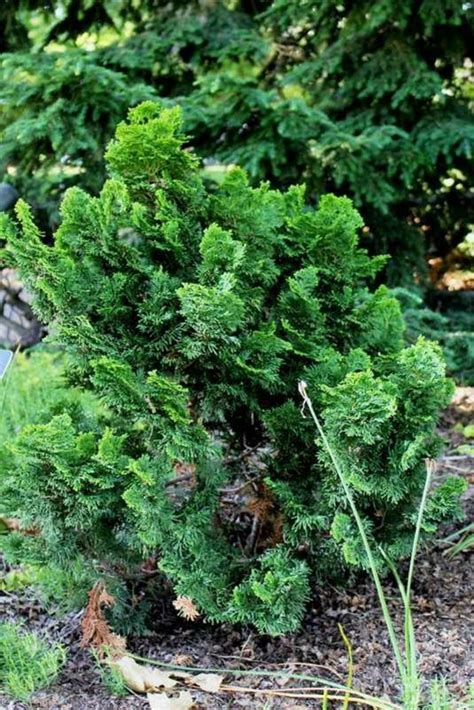 Chamaecyparis Obtusa Nana Gracilis Dwarf Hinoki Cypress Kings