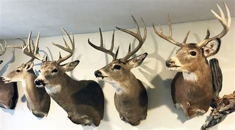 what determines a buck s antler color national deer association