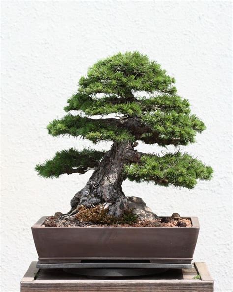 Pine Bonsai Tree Care Guide Bonsai Tree Gardener