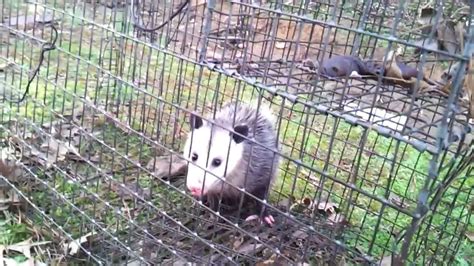 Angry Opossum Youtube