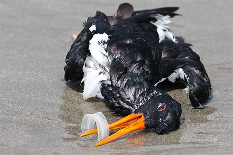 Dead Oystercatcher Killed by Plastic Waste | An Oystercatche… | Flickr