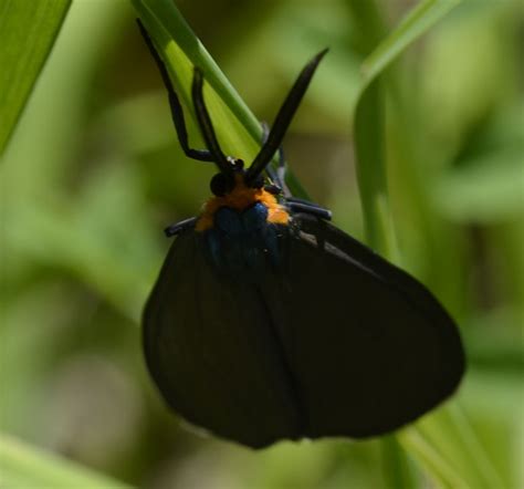 One of our most ubiquitous description: What Dark Brown Moth or Butterfly Has a Metallic Electric ...