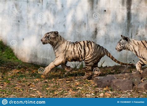 Playful Young White Tiger Cubs In India Stock Image Image Of Mohan