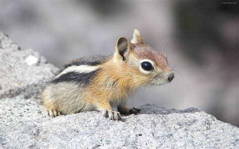 Chipmunk At Crater Lake Wallpaper And Background Image 1680x1050 Id 445381 Wallpaper Abyss