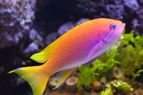 Brightly Colored Fish Wallpapers Wallpaper Cave