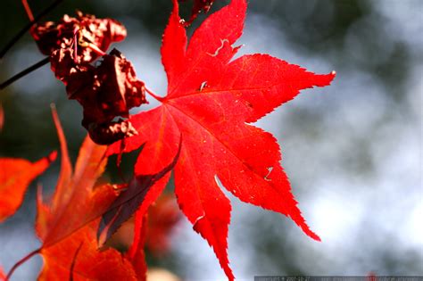 Photo Red Leaf On A Japanese Maple In Our Front Yard Mg 5378 By