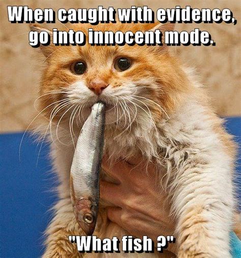 innocent mode applied lolcats lol cat memes funny cats funny cat pictures with words