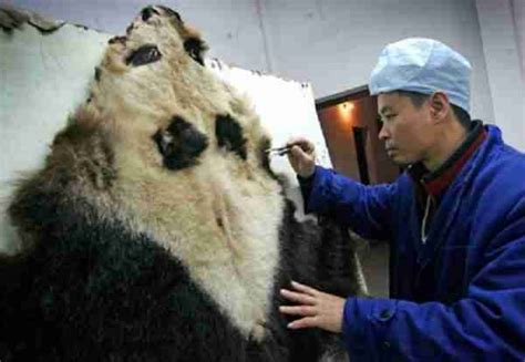 Why Are Giant Pandas Endangered Solved Bestofpanda