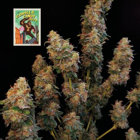 Buy Gorilla Candy Auto Feminized Seeds By Seedsman In America Stellar