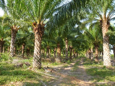 Junpalma proyecta alcanzar las mil hectáreas de palma aceitera en el Olpesa