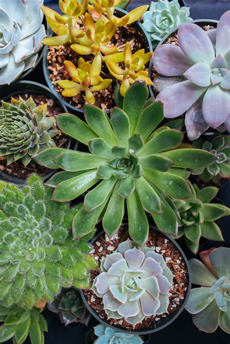 Types Of Houseplant Succulents