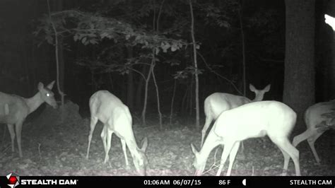 7 Ornery Deer In Backyard At Night Youtube
