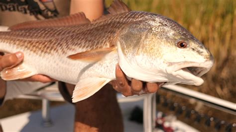Louisiana Fishing Moldy Chum