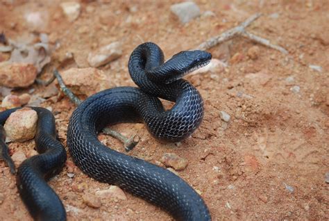 Black Rat Snake Striking Animal Control Solutions