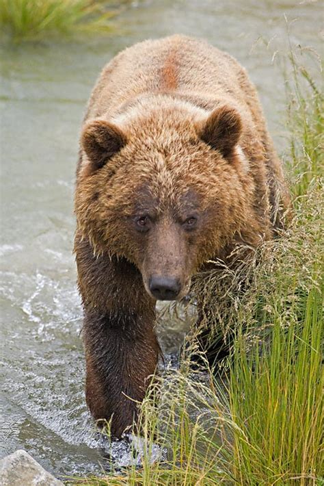 Grizzly Bear Ursus Arctos Aka Brown Bear