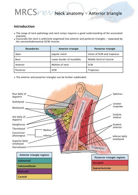 Muscles Of The Floor Of The Posterior Triangle Of The Neck My Bios