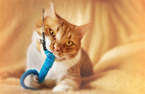 10 Fun Games For Cats To Play Bella And Duke