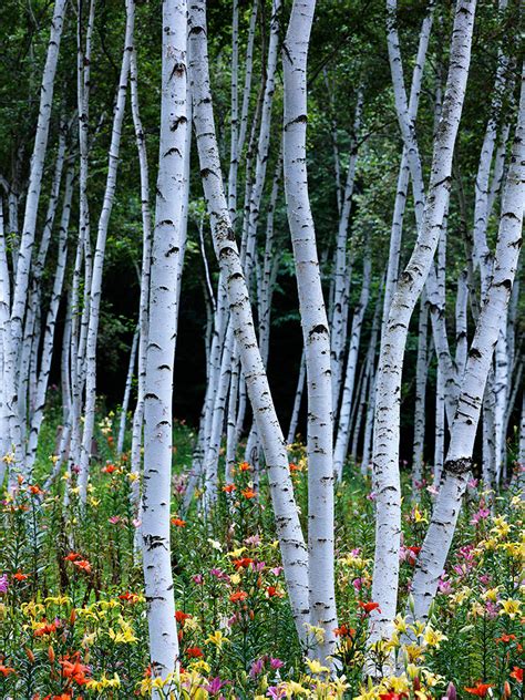 We did not find results for: White birch forest | Nagano, Japan | nadonado | Flickr