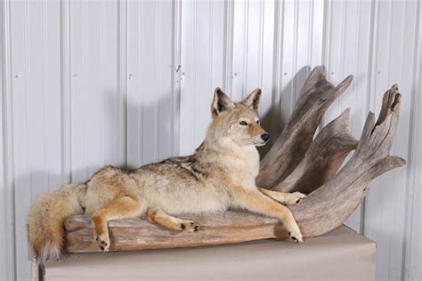 Sold Price Full Body Coyote Taxidermy Mount Taken In North Dakota By