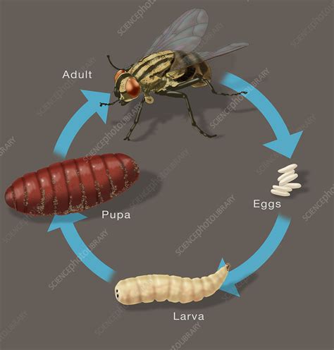 Life Cycle Of A House Fly Illustration Stock Image C0437959