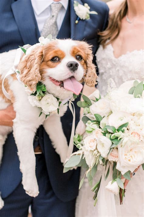 Doggie Ring Bearer Dog Wedding Outfits Wedding Dog Collar Dog Wedding