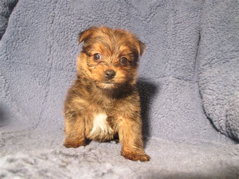 They offer puppies for sale in pa, ohio and more. Teddy Bear Puppies For Sale In Nj - Wayang Pets
