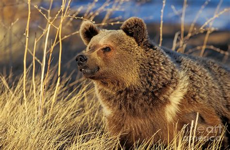 Grizzly Bear Ursus Arctos Horribilis Photograph By Gerard Lacz Fine