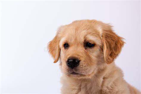 Golden Retriever Puppy Stock Image Image Of Purebred 32246879