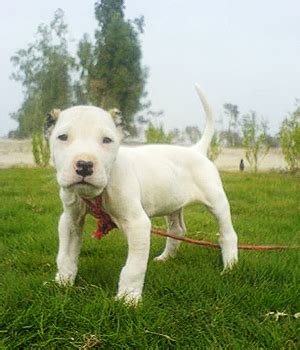 Top quality bully kutta for sale. Bully Kutta Dog Info, Temperament, Training, Puppies, Pictures