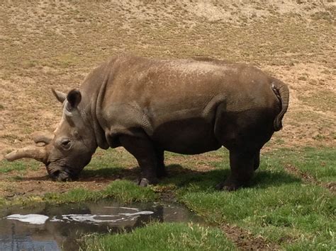 Death Of The Last Male Northern White Rhino International Rhino